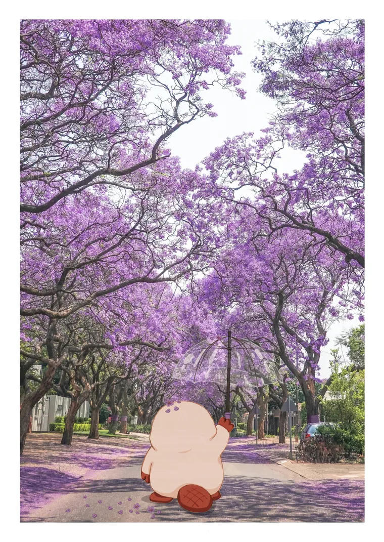 Postcard: Ploc under a jacaranda tree